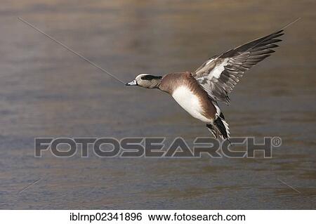 "American Wigeon (Anas americana), adult male landing, Bosque del Apache National Wildlife Refuge, New Mexico, USA" View Large Photo Image Stock Photograph - "American Wigeon (Anas americana), adult male landing, Bosque del Apache National Wildlife Refuge, New Mexico, USA". Fotosearch