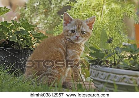 American Wirehair cat in the garden View Large Photo Image Stock Photo - American Wirehair cat in the garden. Fotosearch