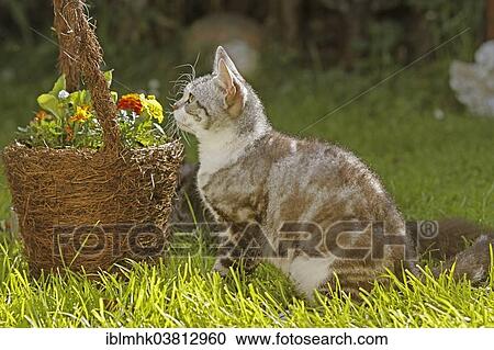 Stock Image - American Wirehair cat next to flower basket. Fotosearch