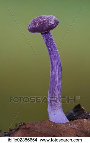 "Amethyst Deceiver (Laccaria amethystea), fruiting body, growing amongst leaf litter, Clumber Park, Nottinghamshire, England, United Kingdom, Europe" View Large Photo Image Picture - "Amethyst Deceiver (Laccaria amethystea), fruiting body, growing amongst leaf litter, Clumber Park, Nottinghamshire, England, United Kingdom, Europe". Fotosearch