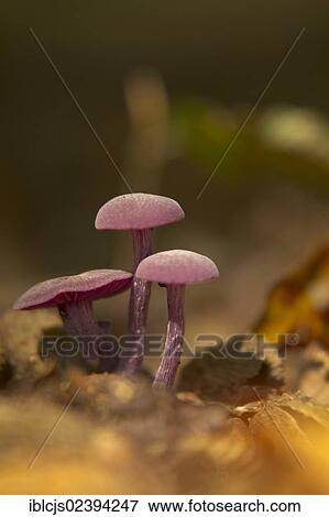 Stock Photo - "Amethyst Deceiver (Laccaria amethystea) growing on the forest floor, Bergisches Land, North Rhine-Westphalia, Germany, Europe". Fotosearch