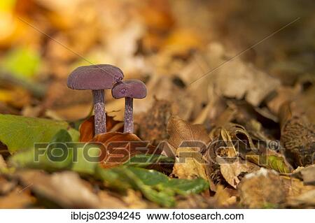 "Amethyst Deceiver (Laccaria amethystea) growing on the forest floor, Bergisches Land, North Rhine-Westphalia, Germany, Europe" View Large Photo Image Stock Photography - "Amethyst Deceiver (Laccaria amethystea) growing on the forest floor, Bergisches Land, North Rhine-Westphalia, Germany, Europe". Fotosearch