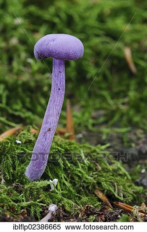 Stock Photography - "Amethyst Deceiver (Laccaria amethystea), fruiting body, growing amongst moss on ground, Clumber Park, Nottinghamshire, England, United Kingdom, Europe". Fotosearch