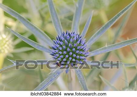 "Amethyst Sea Holly (Eryngium amethystinum), flowering" View Large Photo Image Picture - "Amethyst Sea Holly (Eryngium amethystinum), flowering". Fotosearch