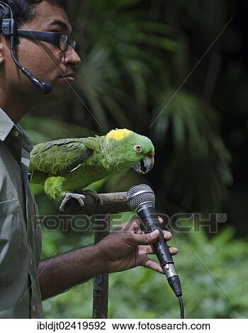 Amigo, a Yellow-naped Amazon Parrot and the star of the Birds N Buddies Show, can sing in three different languages, captive, at Jurong Bird Park in Singapore, Asia View Large Photo Image Stock Image - Amigo, a Yellow-naped Amazon Parrot and the star of the Birds N Buddies Show, can sing in three different languages, captive, at Jurong Bird Park in Singapore, Asia. Fotosearch