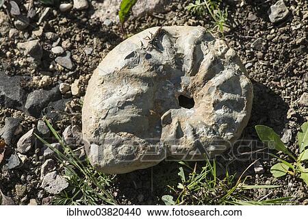 "Ammonite, petrification, Ettersberg, Etter Mountain, Weimar, Thuringia, Germany, Europe" View Large Photo Image Stock Image - "Ammonite, petrification, Ettersberg, Etter Mountain, Weimar, Thuringia, Germany, Europe". Fotosearch