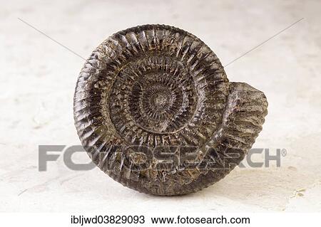 Stock Image - Ammonite. Fotosearch