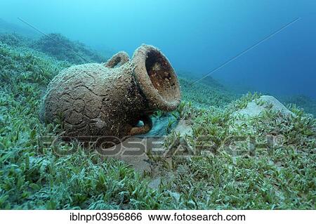 "Amphora on seagrass meadow, Red Sea, Makadi Bay, Hurghada, Egypt, Africa" View Large Photo Image Stock Photograph - "Amphora on seagrass meadow, Red Sea, Makadi Bay, Hurghada, Egypt, Africa". Fotosearch