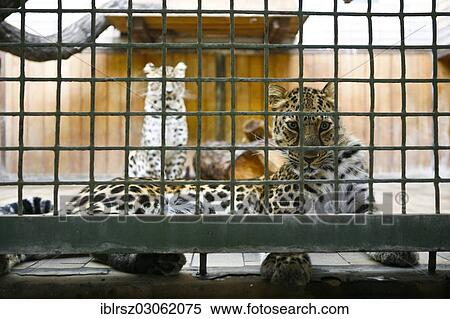 "Amur Leopard (Panthera pardus orientalis) in a small cage at Tiergarten Berlin zoo, Berlin, Berlin, Germany, Europe" View Large Photo Image Stock Photography - "Amur Leopard (Panthera pardus orientalis) in a small cage at Tiergarten Berlin zoo, Berlin, Berlin, Germany, Europe". Fotosearch