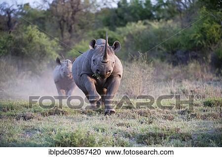 "An adult female Black Rhinoceros (Diceros bicornis) charging with calf behind, Madikwe Game Reserve, South Africa, Africa" View Large Photo Image Stock Image - "An adult female Black Rhinoceros (Diceros bicornis) charging with calf behind, Madikwe Game Reserve, South Africa, Africa". Fotosearch