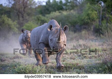 "An adult female Black Rhinoceros (Diceros bicornis) charging with calf behind, Madikwe Game Reserve, South Africa, Africa" View Large Photo Image Stock Photo - "An adult female Black Rhinoceros (Diceros bicornis) charging with calf behind, Madikwe Game Reserve, South Africa, Africa". Fotosearch