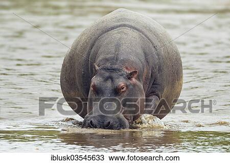 "An almost spherical Hippopotamus (Hippopotamus amphibius) front view in shallow water, Massai Mara, Serengeti, Rift Valley province, Kenya, Africa" View Large Photo Image Stock Image - "An almost spherical Hippopotamus (Hippopotamus amphibius) front view in shallow water, Massai Mara, Serengeti, Rift Valley province, Kenya, Africa". Fotosearch