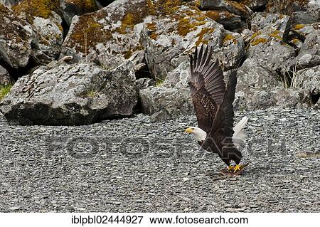 "An American Bald Eagle (Haliaeetus leucocephalus) grabs a fish, Prince William Sound, Alaska, United States, North America" View Large Photo Image Stock Photo - "An American Bald Eagle (Haliaeetus leucocephalus) grabs a fish, Prince William Sound, Alaska, United States, North America". Fotosearch