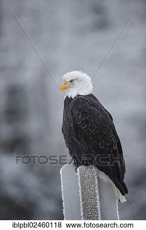 "An American Bald Eagle (Haliaeetus leucocephalus), at Tern Lake, Alaska" View Large Photo Image Stock Photo - "An American Bald Eagle (Haliaeetus leucocephalus), at Tern Lake, Alaska". Fotosearch