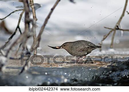 "An American Dipper (Cinclus mexicanus) with his fish, at Quartz Creek, Alaska" View Large Photo Image Picture - "An American Dipper (Cinclus mexicanus) with his fish, at Quartz Creek, Alaska". Fotosearch