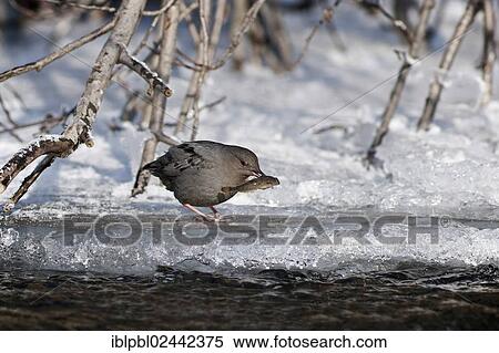 "An American Dipper (Cinclus mexicanus) with his fish, at Quartz Creek, Alaska" View Large Photo Image Stock Photography - "An American Dipper (Cinclus mexicanus) with his fish, at Quartz Creek, Alaska". Fotosearch