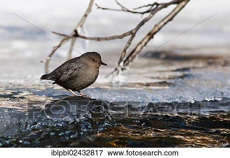 "An American dipper or Water ouzel (Cinclus mexicanus), Quartz Creek, Alaska, United States, North America" View Large Photo Image Stock Photo - "An American dipper or Water ouzel (Cinclus mexicanus), Quartz Creek, Alaska, United States, North America". Fotosearch