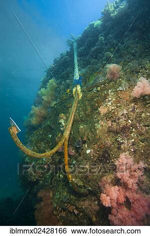 "An anchor is hooked into a coral reef, Philippines, Asia" View Large Photo Image Stock Photograph - "An anchor is hooked into a coral reef, Philippines, Asia". Fotosearch