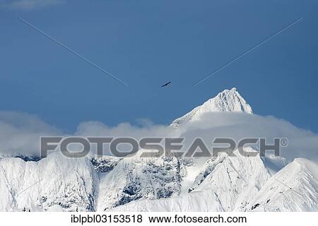 "An eagle soaring near Mt. Gilbert in the Chugach Mountains, Anchorage, Alaska, United States, North America" View Large Photo Image Stock Photo - "An eagle soaring near Mt. Gilbert in the Chugach Mountains, Anchorage, Alaska, United States, North America". Fotosearch