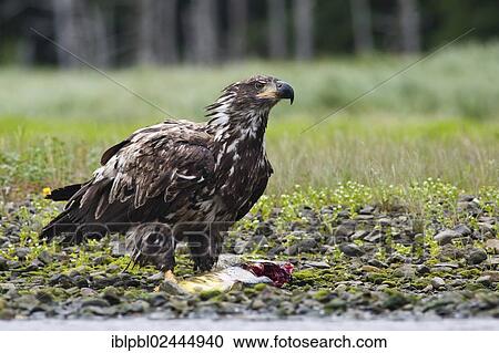 "An immature American Bald Eagle (Haliaeetus leucocephalus) feeds on salmon, Alaska, United States, North America" View Large Photo Image Stock Image - "An immature American Bald Eagle (Haliaeetus leucocephalus) feeds on salmon, Alaska, United States, North America". Fotosearch