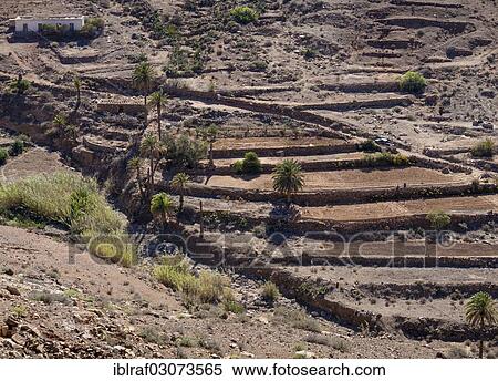 "An oasis in the Parque Rural de Betancuria, Parque Rural de Betancuria, Fuerteventura, Canary Islands, Spain, Europe" View Large Photo Image Stock Photography - "An oasis in the Parque Rural de Betancuria, Parque Rural de Betancuria, Fuerteventura, Canary Islands, Spain, Europe". Fotosearch