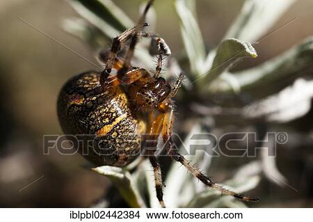 "An Orb Weaver Spider (Araneidae), Alaska" View Large Photo Image Picture - "An Orb Weaver Spider (Araneidae), Alaska". Fotosearch