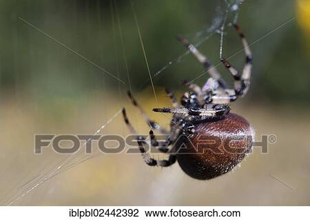 Stock Image - "An Orb Weaver Spider (Araneidae) spins her web, Alaska". Fotosearch