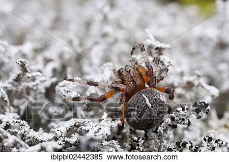 "An Orb Weaver Spider (Araneidae), Alaska" View Large Photo Image Stock Photography - "An Orb Weaver Spider (Araneidae), Alaska". Fotosearch