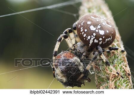 "An Orb Weaver Spider (Araneidae) with a bee, Alaska" View Large Photo Image Stock Image - "An Orb Weaver Spider (Araneidae) with a bee, Alaska". Fotosearch