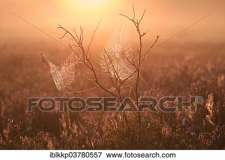 "An orb-weaver spider web in heath at sunrise, blooming heather (Calluna vulgaris), Brandenburg, Germany, Europe" View Large Photo Image Stock Photo - "An orb-weaver spider web in heath at sunrise, blooming heather (Calluna vulgaris), Brandenburg, Germany, Europe". Fotosearch