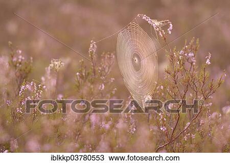 "An orb-weaver spider web in heath, blooming heather (Calluna vulgaris), in the morning light, Brandenburg, Germany, Europe" View Large Photo Image Stock Image - "An orb-weaver spider web in heath, blooming heather (Calluna vulgaris), in the morning light, Brandenburg, Germany, Europe". Fotosearch