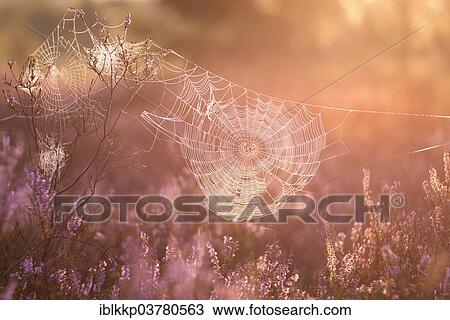 "An orb-weaver spider web in heath, blooming heather (Calluna vulgaris), in the morning light, Brandenburg, Germany, Europe" View Large Photo Image Stock Image - "An orb-weaver spider web in heath, blooming heather (Calluna vulgaris), in the morning light, Brandenburg, Germany, Europe". Fotosearch