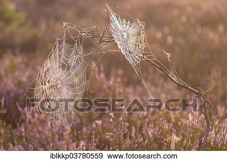 "An orb-weaver spider web in heath, blooming heather (Calluna vulgaris), in the morning light, Brandenburg, Germany, Europe" View Large Photo Image Stock Photo - "An orb-weaver spider web in heath, blooming heather (Calluna vulgaris), in the morning light, Brandenburg, Germany, Europe". Fotosearch