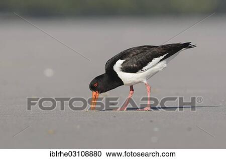 "An Oystercatcher (Haematopus ostralegus) with its beak in the sand in search of food, Helgoland, Helgoland, Schleswig-Holstein, Germany, Europe" View Large Photo Image Stock Image - "An Oystercatcher (Haematopus ostralegus) with its beak in the sand in search of food, Helgoland, Helgoland, Schleswig-Holstein, Germany, Europe". Fotosearch