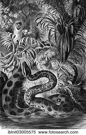"Anaconda (Eunectes murinus), illustration from Meyers Konversations-Lexikon encyclopaedia, 1897" View Large Photo Image Stock Photography - "Anaconda (Eunectes murinus), illustration from Meyers Konversations-Lexikon encyclopaedia, 1897". Fotosearch