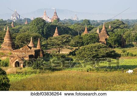 "Ananda Temple, gilded tower structure or Shikhara, Thatbyinnyu Temple, stupas and pagodas in the temple complex of the Plateau of Bagan, Mandalay Division, Myanmar or Burma" View Large Photo Image Picture - "Ananda Temple, gilded tower structure or Shikhara, Thatbyinnyu Temple, stupas and pagodas in the temple complex of the Plateau of Bagan, Mandalay Division, Myanmar or Burma". Fotosearch