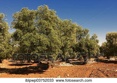 "Ancient Cerignola olive trees of Ostuni, Puglia, Italy, Europe" View Large Photo Image Stock Image - "Ancient Cerignola olive trees of Ostuni, Puglia, Italy, Europe". Fotosearch