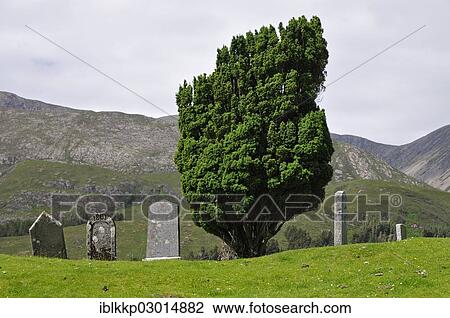 Stock Image - "Ancient graves and a conifer in a cemetery, Schottland, Isle of Skye, Scotland, United Kingdom, Europe". Fotosearch
