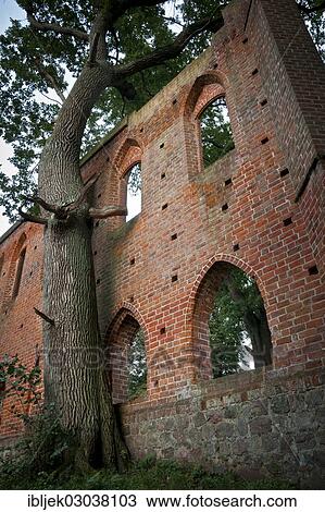"Ancient oak at the ruins of Boitzenburg Abbey, Klosterruine Boitzenburg, Boitzenburg, Uckermark, Brandenburg, Germany, Europe" View Large Photo Image Stock Image - "Ancient oak at the ruins of Boitzenburg Abbey, Klosterruine Boitzenburg, Boitzenburg, Uckermark, Brandenburg, Germany, Europe". Fotosearch