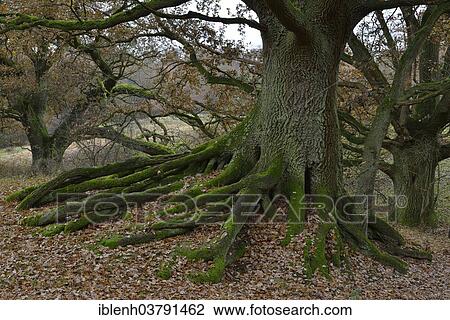"Ancient Oak (Quercus robur), Borkener Paradise, Emsland, Lower Saxony, Germany, Europe" View Large Photo Image Stock Image - "Ancient Oak (Quercus robur), Borkener Paradise, Emsland, Lower Saxony, Germany, Europe". Fotosearch