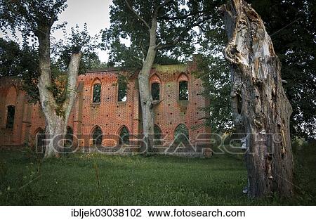 Stock Image - "Ancient oaks at the ruins of Boitzenburg Abbey, Klosterruine Boitzenburg, Boitzenburg, Uckermark, Brandenburg, Germany, Europe". Fotosearch