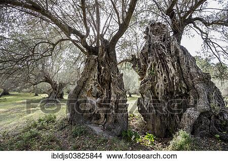 "Ancient olive trees, Banyalbufar, Serra de Tramuntana, Majorca, Balearic Islands, Spain, Europe" View Large Photo Image Picture - "Ancient olive trees, Banyalbufar, Serra de Tramuntana, Majorca, Balearic Islands, Spain, Europe". Fotosearch