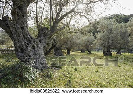 "Ancient olive trees, Banyalbufar, Serra de Tramuntana, Majorca, Balearic Islands, Spain, Europe" View Large Photo Image Stock Image - "Ancient olive trees, Banyalbufar, Serra de Tramuntana, Majorca, Balearic Islands, Spain, Europe". Fotosearch