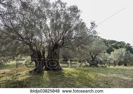 "Ancient olive trees, Banyalbufar, Serra de Tramuntana, Majorca, Balearic Islands, Spain, Europe" View Large Photo Image Stock Photo - "Ancient olive trees, Banyalbufar, Serra de Tramuntana, Majorca, Balearic Islands, Spain, Europe". Fotosearch