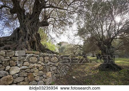 "Ancient Olive Trees (Olea europaea), Banyalbufar, Majorca, Balearic Islands, Spain, Europe" View Large Photo Image Picture - "Ancient Olive Trees (Olea europaea), Banyalbufar, Majorca, Balearic Islands, Spain, Europe". Fotosearch
