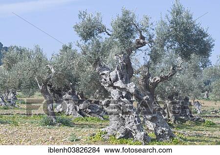 Picture - "Ancient Olive Trees (Olea europaea), near Deia, Serra de Tramuntana, Majorca, Balearic Islands, Spain, Europe". Fotosearch