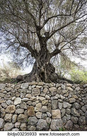 "Ancient Olive Trees (Olea europaea), Banyalbufar, Majorca, Balearic Islands, Spain, Europe" View Large Photo Image Stock Image - "Ancient Olive Trees (Olea europaea), Banyalbufar, Majorca, Balearic Islands, Spain, Europe". Fotosearch