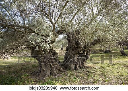 "Ancient Olive Trees (Olea europaea), Banyalbufar, Majorca, Balearic Islands, Spain, Europe" View Large Photo Image Stock Image - "Ancient Olive Trees (Olea europaea), Banyalbufar, Majorca, Balearic Islands, Spain, Europe". Fotosearch