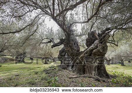 "Ancient Olive Trees (Olea europaea), Banyalbufar, Majorca, Balearic Islands, Spain, Europe" View Large Photo Image Stock Image - "Ancient Olive Trees (Olea europaea), Banyalbufar, Majorca, Balearic Islands, Spain, Europe". Fotosearch
