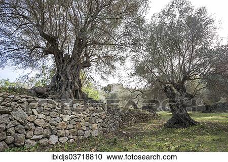 "Ancient olive trees (Olea europaea) and stone wall, Banyalbufar, Majorca, Balearic Islands, Spain, Europe" View Large Photo Image Stock Image - "Ancient olive trees (Olea europaea) and stone wall, Banyalbufar, Majorca, Balearic Islands, Spain, Europe". Fotosearch